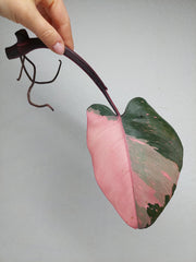 Philodendron Pink Princess Steckling
