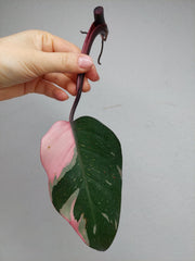 Philodendron Pink Princess Steckling