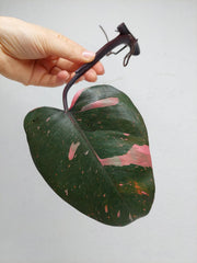 Philodendron Pink Princess Steckling