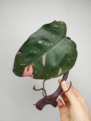 Philodendron Pink Princess Steckling