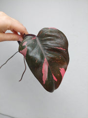 Philodendron Pink Princess Steckling