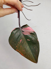 Philodendron Pink Princess Steckling