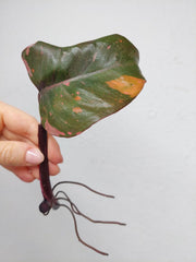 Philodendron Pink Princess Steckling