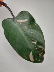 Philodendron Pink Princess Steckling