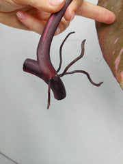 Philodendron Pink Princess Steckling