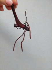 Philodendron Pink Princess Steckling