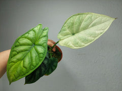 Alocasia Dragon Scale Ghost