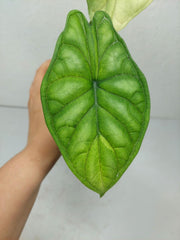 Alocasia Dragon Scale Ghost
