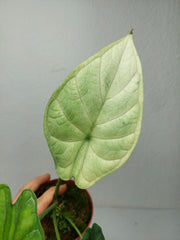 Alocasia Dragon Scale Ghost