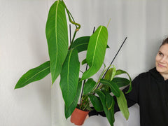 Philodendron Heterocraspedon