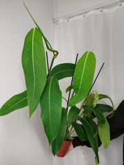 Philodendron Heterocraspedon