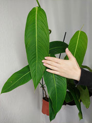 Philodendron Heterocraspedon