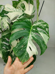 Monstera Variegata (zum aussuchen)