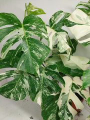 Monstera Variegata (zum aussuchen)