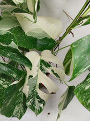 Monstera Variegata (zum aussuchen)