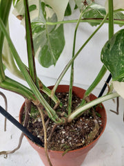 Monstera Variegata (zum aussuchen)