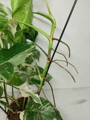 Monstera Variegata (zum aussuchen)