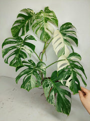 Monstera Variegata (zum aussuchen)