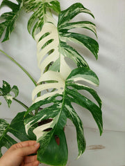 Monstera Variegata (zum aussuchen)