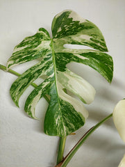 Monstera Variegata (zum aussuchen)