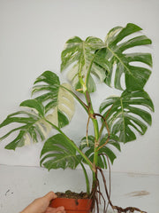Monstera Variegata (zum aussuchen)