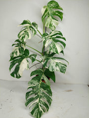 Monstera Variegata (zum aussuchen)