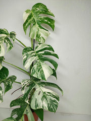 Monstera Variegata (zum aussuchen)