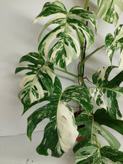 Monstera Variegata (zum aussuchen)