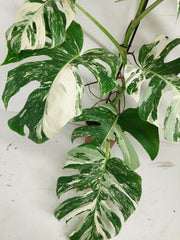 Monstera Variegata (zum aussuchen)