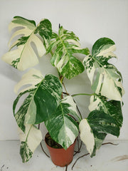 Monstera Variegata (zum aussuchen)