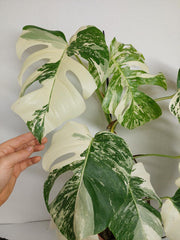 Monstera Variegata (zum aussuchen)