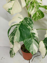 Monstera Variegata (zum aussuchen)