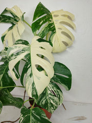Monstera Variegata (zum aussuchen)