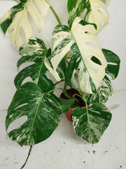 Monstera Variegata (zum aussuchen)