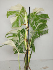 Monstera Variegata (zum aussuchen)
