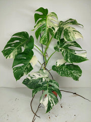 Monstera Variegata (zum aussuchen)