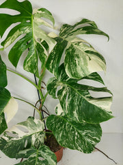 Monstera Variegata (zum aussuchen)