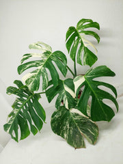 Monstera Variegata (zum aussuchen)