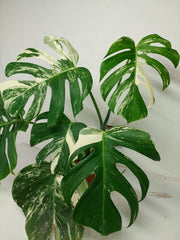 Monstera Variegata (zum aussuchen)