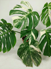 Monstera Variegata (zum aussuchen)