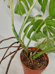 Monstera Variegata (zum aussuchen)