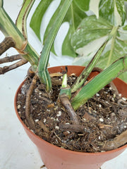 Monstera Variegata (zum aussuchen)