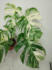 Monstera Variegata (zum aussuchen)