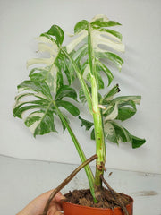Monstera Variegata (zum aussuchen)