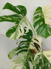 Monstera Variegata (zum aussuchen)