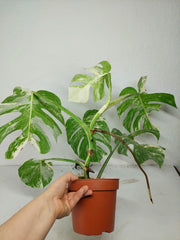 Sad Plants