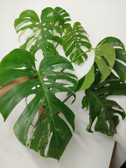 Sad Plants
