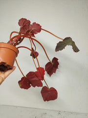 Sad Plants