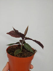 Labisia Gigantifolia