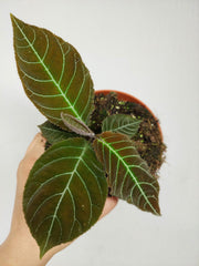 Labisia Gigantifolia